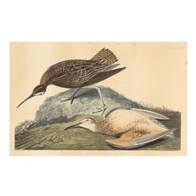 John James Audubon (American, 1785–1851), Esquimaux Curlew , Havell Edition