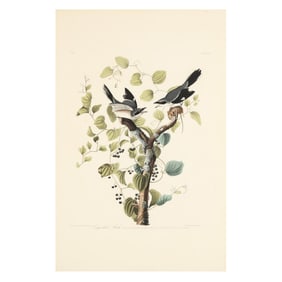 John James Audubon (American, 1785–1851), Loggerhead Shrike , Havell Edition
