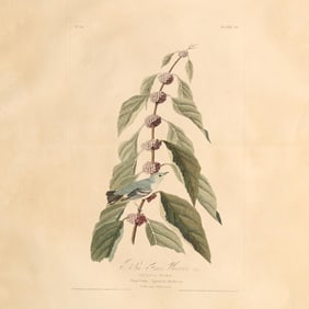John James Audubon (American, 1785–1851), Blue-Green Warbler , Havell Edition