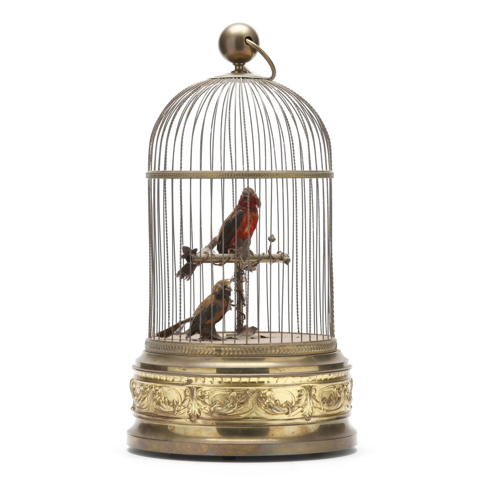 Large Continental Duo of Singing Birds in Cage Automaton