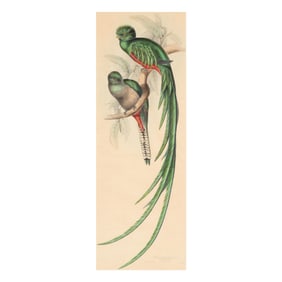 Elizabeth Gould (British, 1804-1841),  Trogon Resplendens