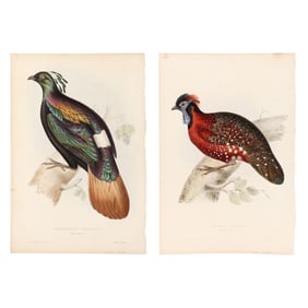 Elizabeth Gould (British, 1804-1841), Two Prints from John Gould's  A Century of Birds from the