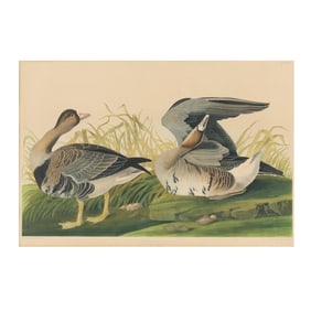 after John James Audubon (American, 1785-1851),  White-Fronted Goose , Bien Edition