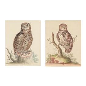 George Edwards (English, 1694-1773), Little Owl / Great Horned Owl from Athens
