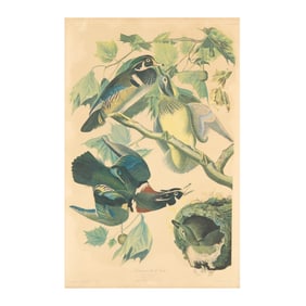 After John James Audubon (American, 1785-1851), Summer or Wood Duck , Bien Edition