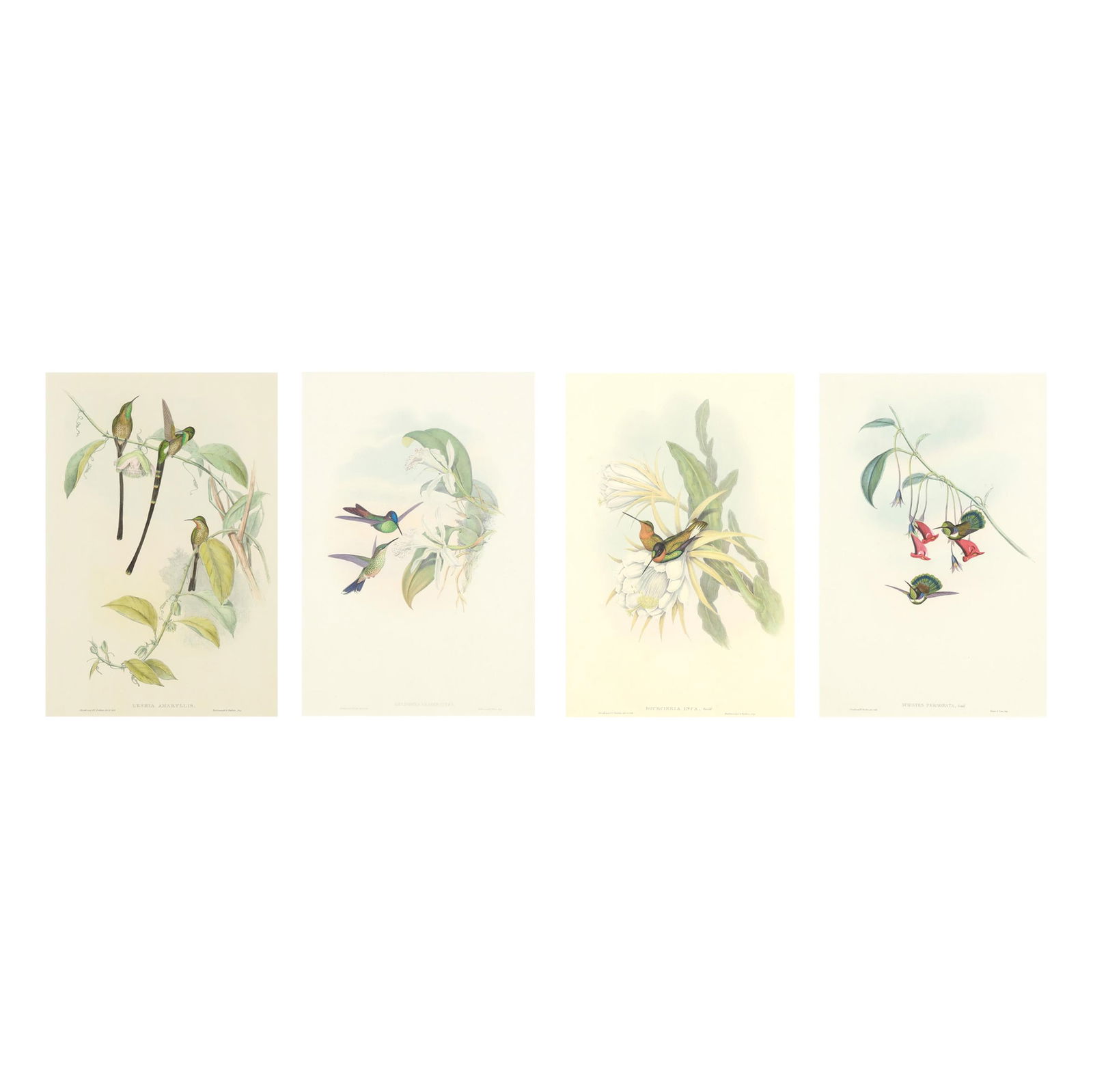 Four Gould & Richter Hummingbird Lithographs (1 of 12)