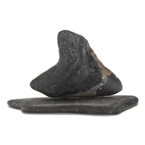 An Extra-Large North Carolina Megalodon Tooth