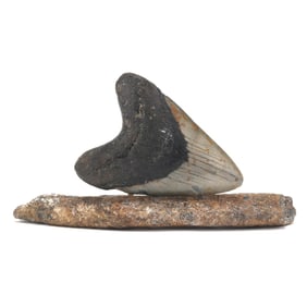 A Large and Well-Presented North Carolina Megalodon Tooth