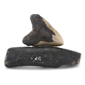 A Colorful North Carolina Megalodon Tooth on a Natural Base