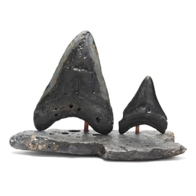 A Natural Display of Two North Carolina Megalodon Teeth