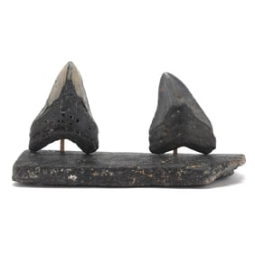 Two North Carolina Megalodon Teeth on a Large Fossilized Base