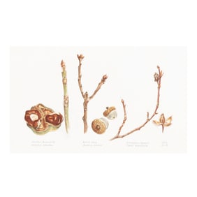 Diane Kent (American), Tree Parts