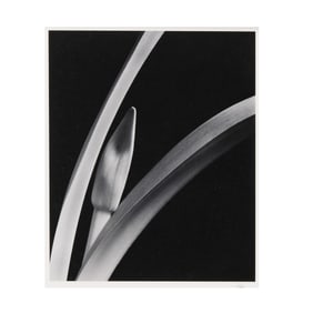 Daniel Bowdoin (American), Untitled (Lily)