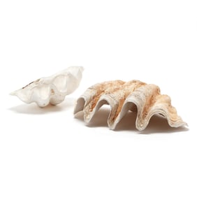 Two Giant Clam Shells, Tridacna Gigas