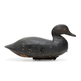 Very Early Back Bay Bluebill