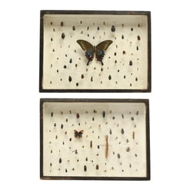 Entomology Studies for the Flyfisherman or Naturalist