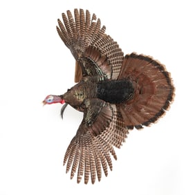 Flying Tom Turkey Taxidermy
