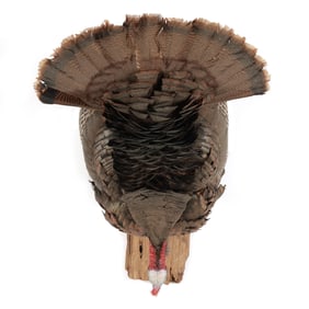 Cutting Tom Turkey Taxidermy