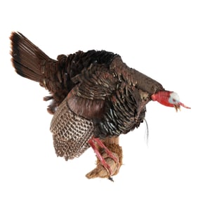Gobbling Tom Turkey on Roost Taxidermy