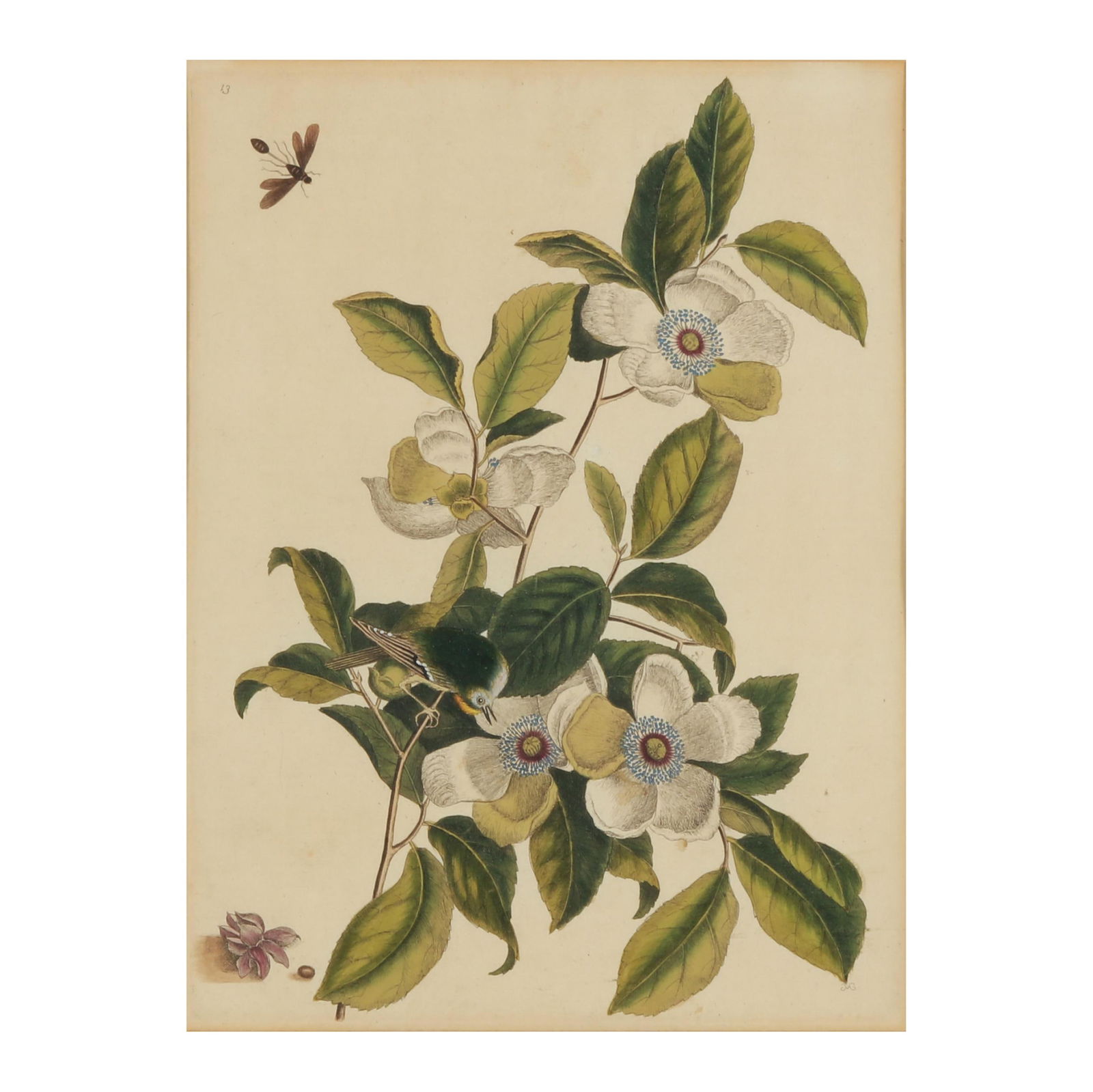 Mark Catesby (English, 1683-1749),  Silky Camellia and Ruby-Crowned Kinglet (1 of 5)