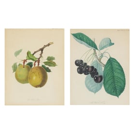 Pair of Botanical Prints,  The Waterloo Cherry / The Elton Pear  (Two Works)