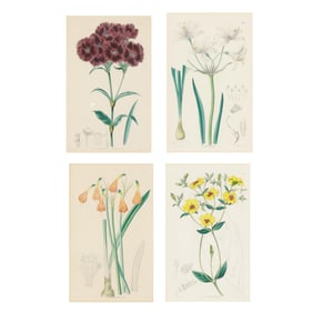 Four Etchings from  Edward's Botanical Register