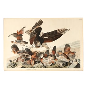 James Audubon (American, 1785–1851), Virginian Partridge , Havell Edition