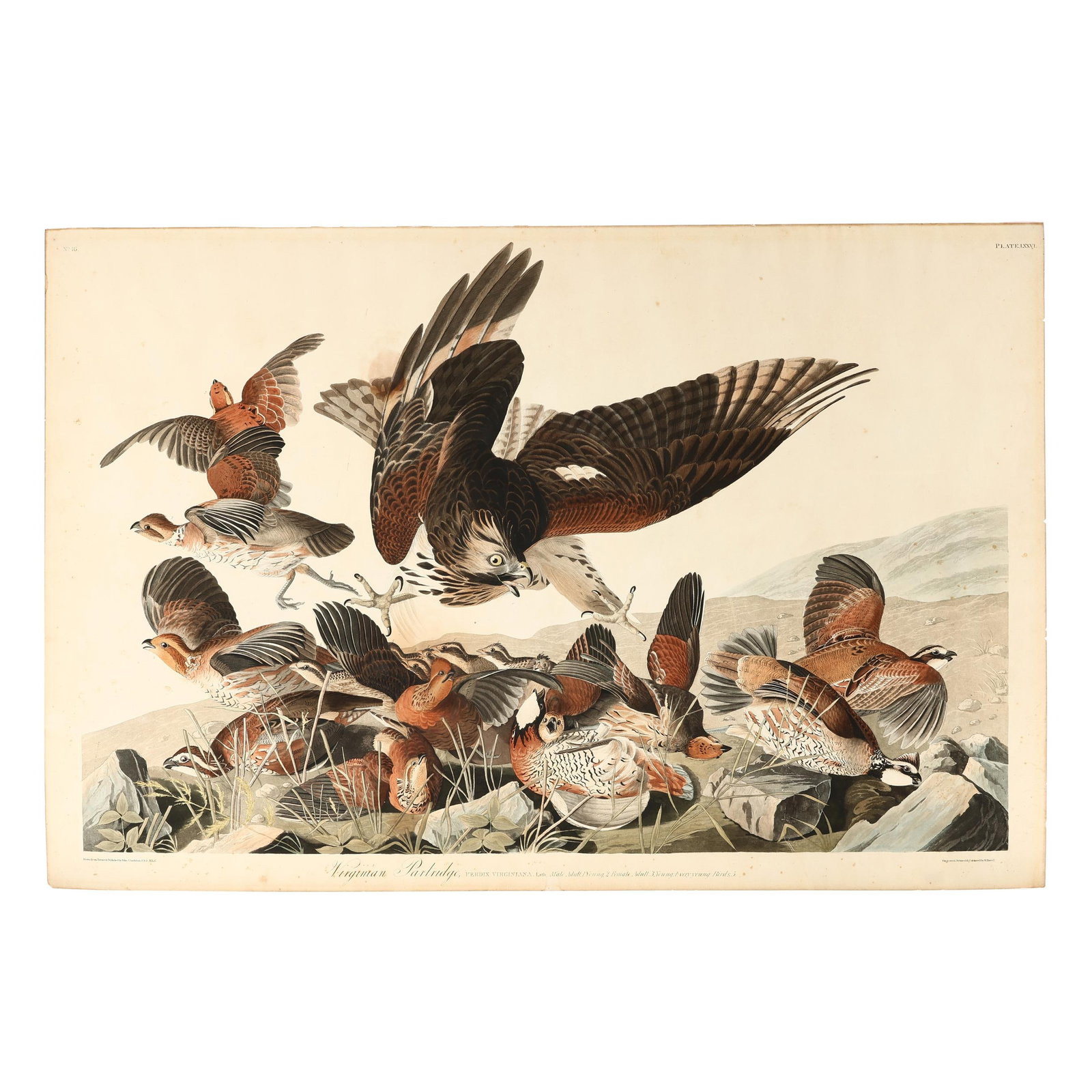 James Audubon (American, 1785–1851), Virginian Partridge , Havell Edition (1 of 9)