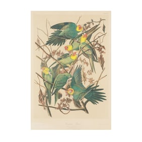 John James Audubon (American, 1785-1851), Carolina Parrot , Bien Edition