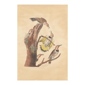 James Audubon (American, 1785-1851), Golden-Winged Woodpecker , Havell Edition