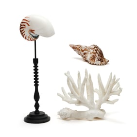 A Coral Branch and Two Shell Specimens