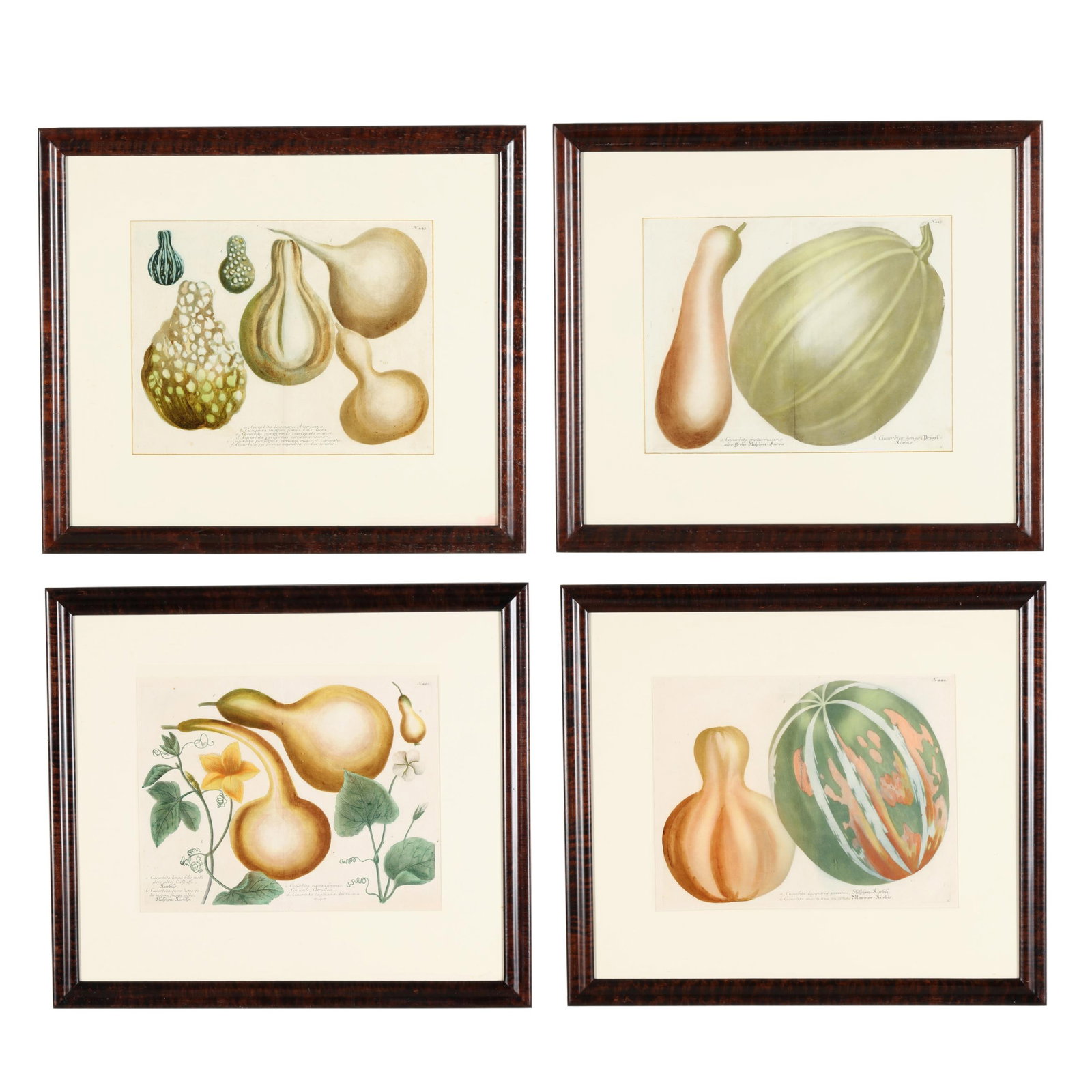 Johann Wilhelm Weinmann (German, 1683-1741), Four Framed Gourd Plates from Phytanthoza Iconographia (1 of 20)