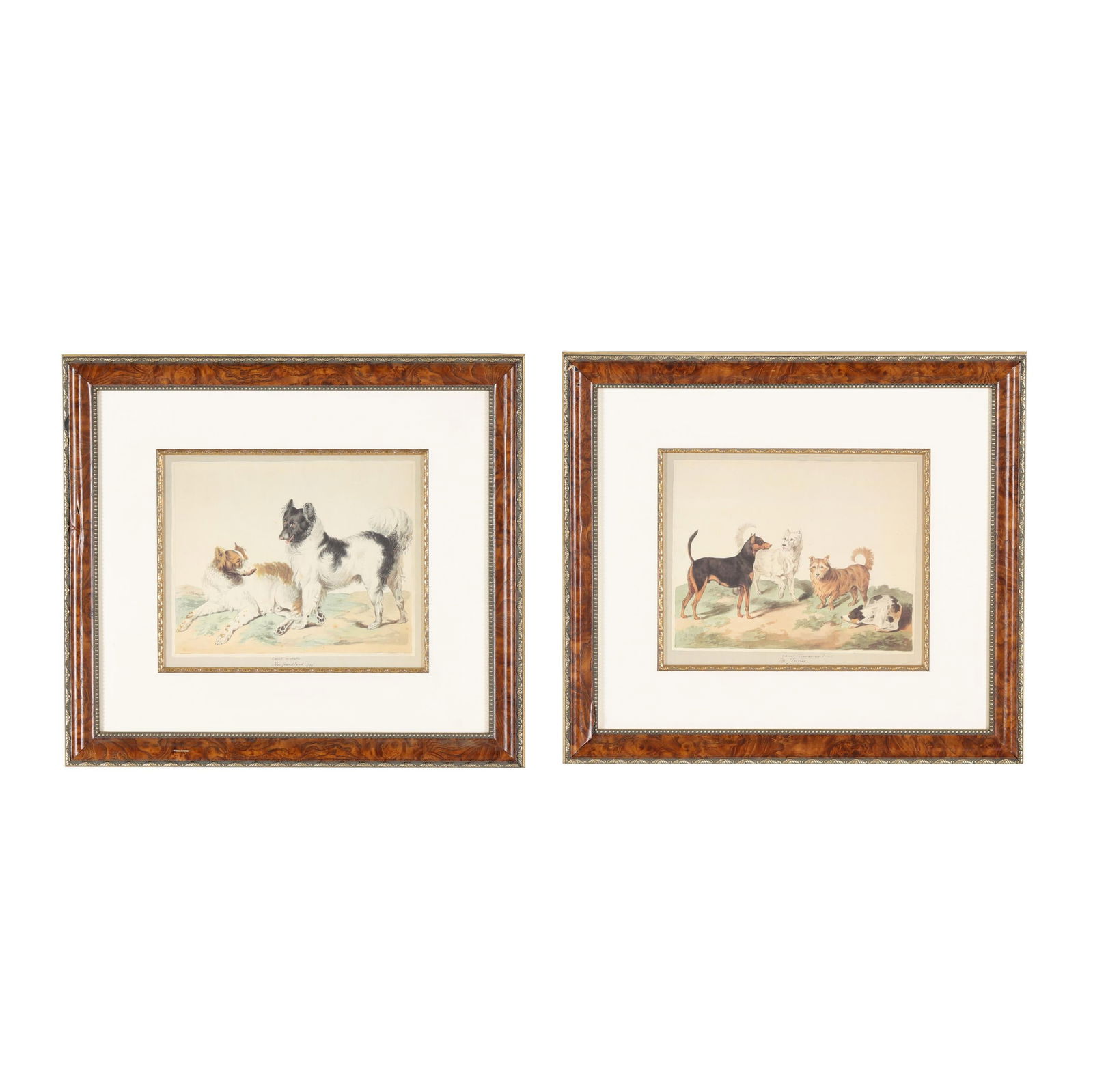 Pair of Prints after Antique French Watercolors of Dogs (1 of 10)