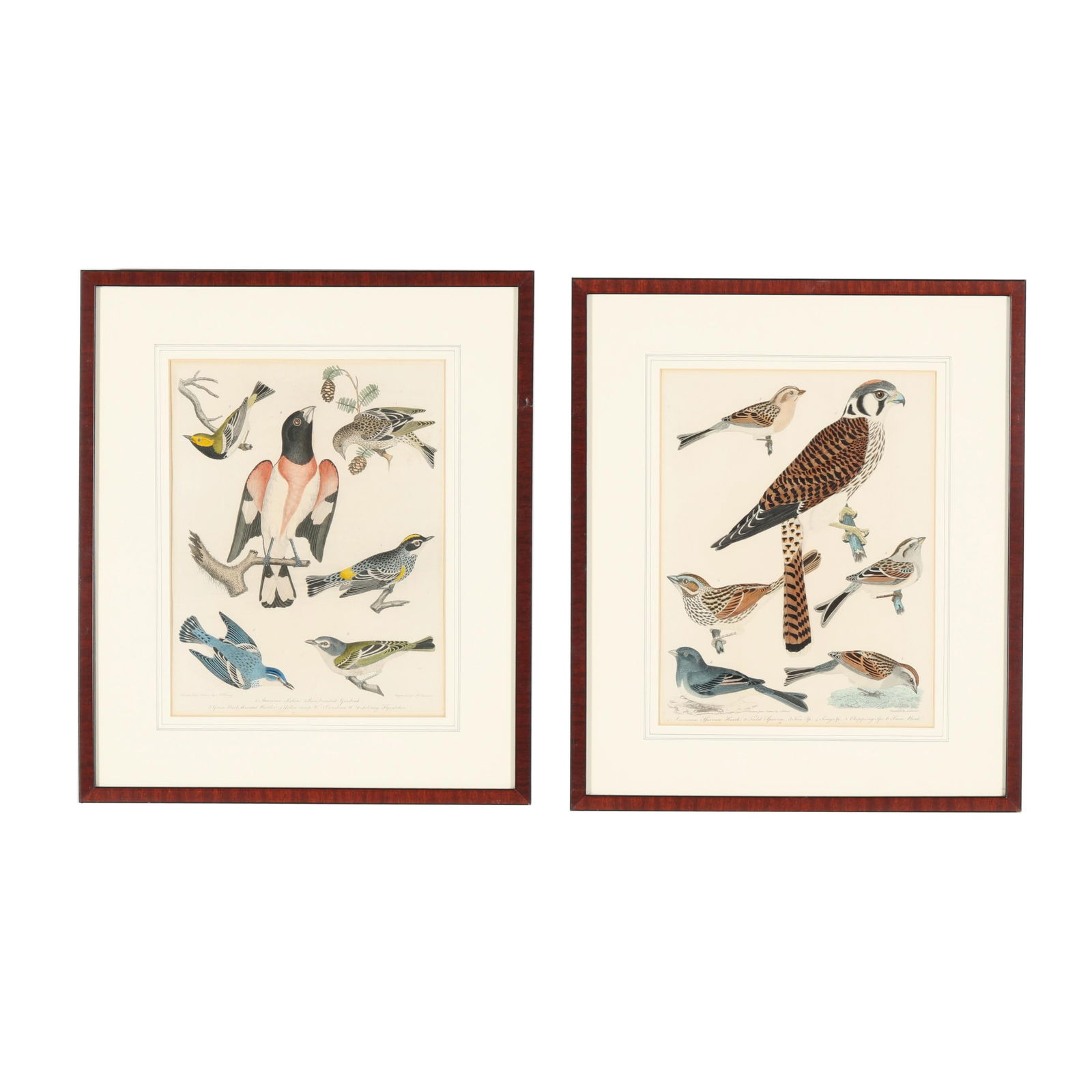Alexander Wilson (Scottish-American, 1766-1813), Pair of Ornithological Engravings (1 of 8)