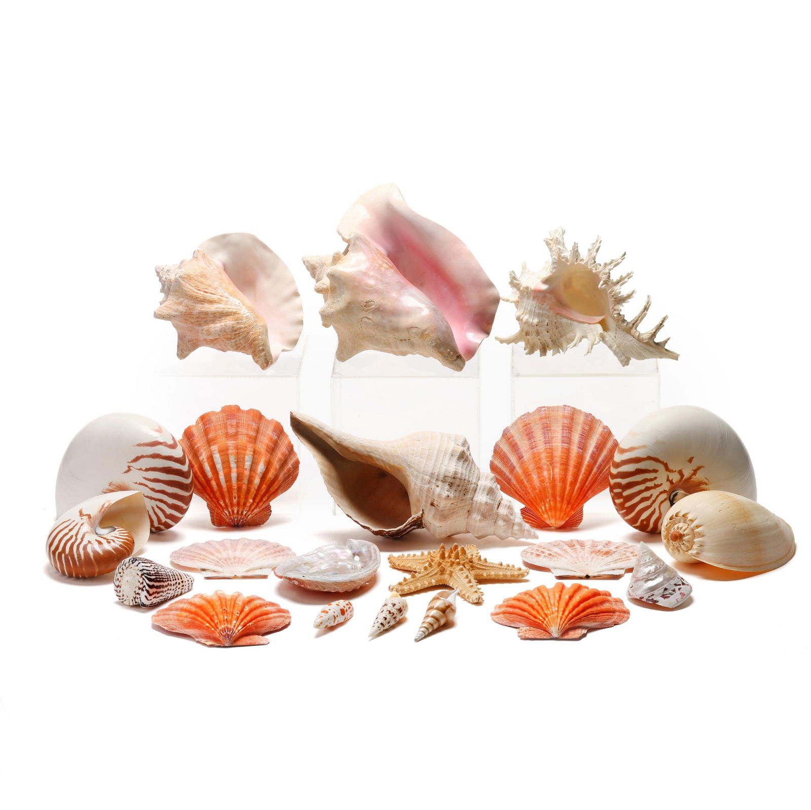 An Assortment of Shells and Preserved Sea Creatures (1 of 4)