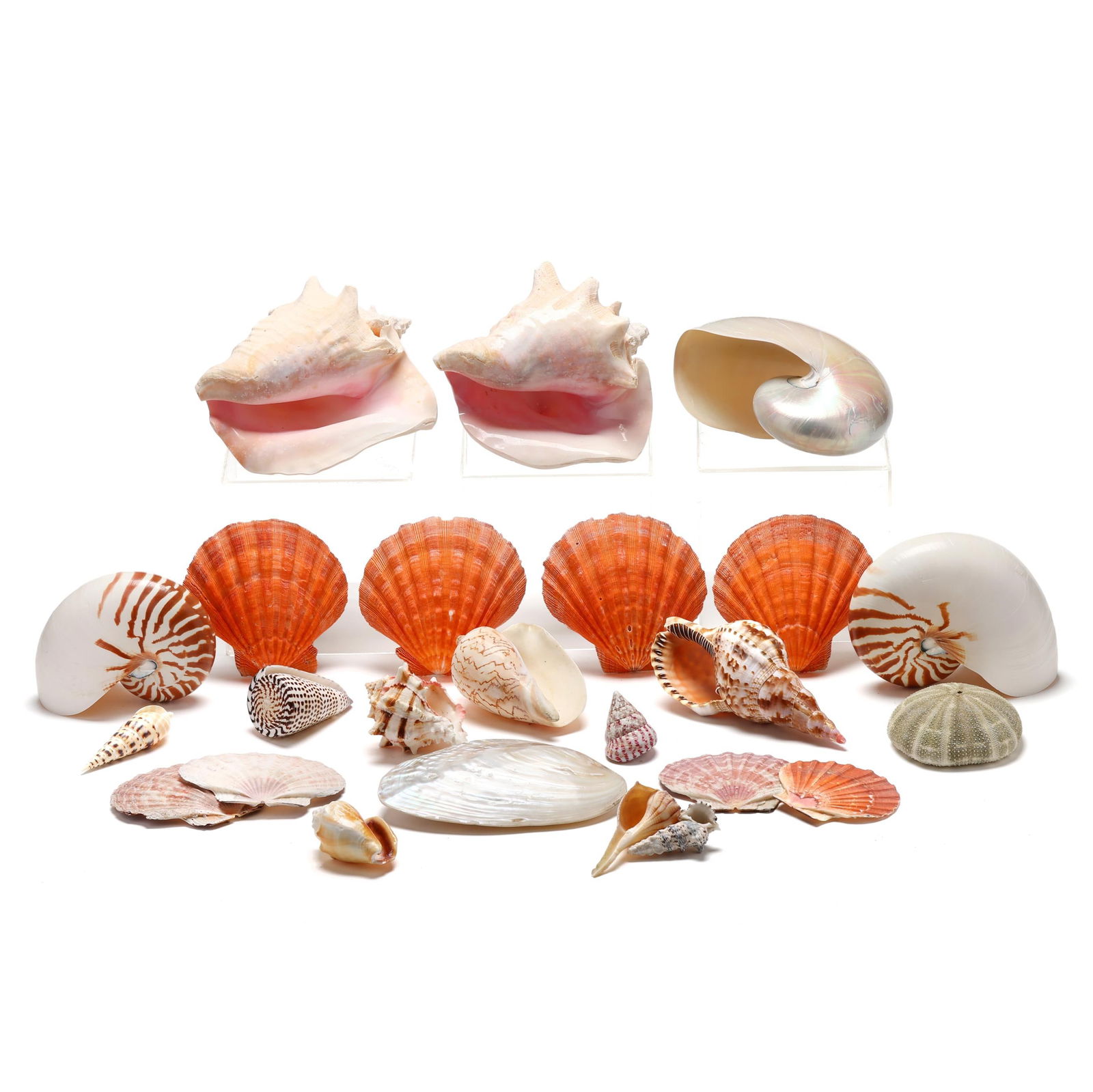 An Assortment of Shells and Preserved Sea Creatures (1 of 5)