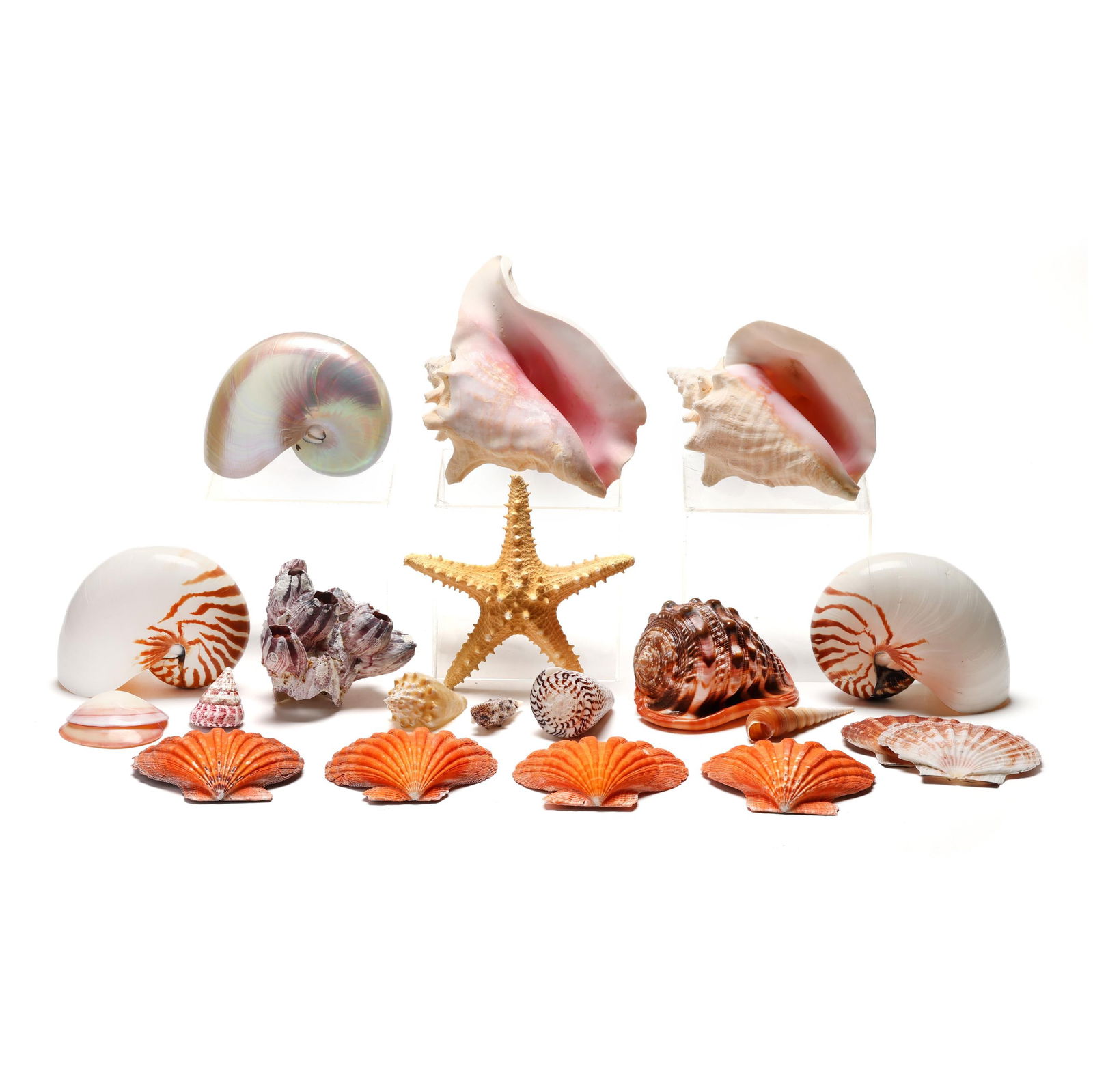 An Assortment of Shells and Preserved Sea Creatures (1 of 5)