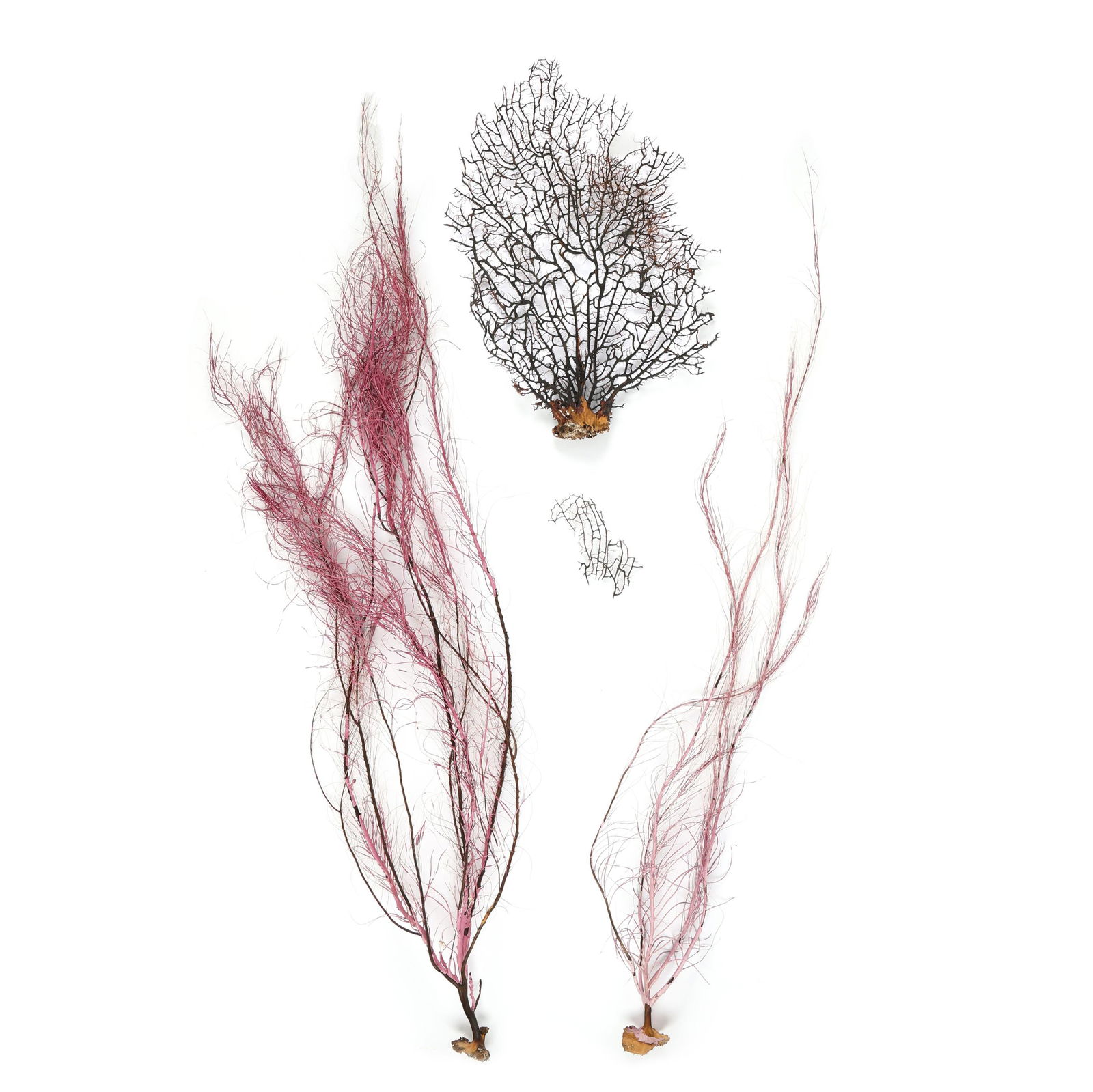 A Group of Dried Sea Fan Corals (1 of 5)