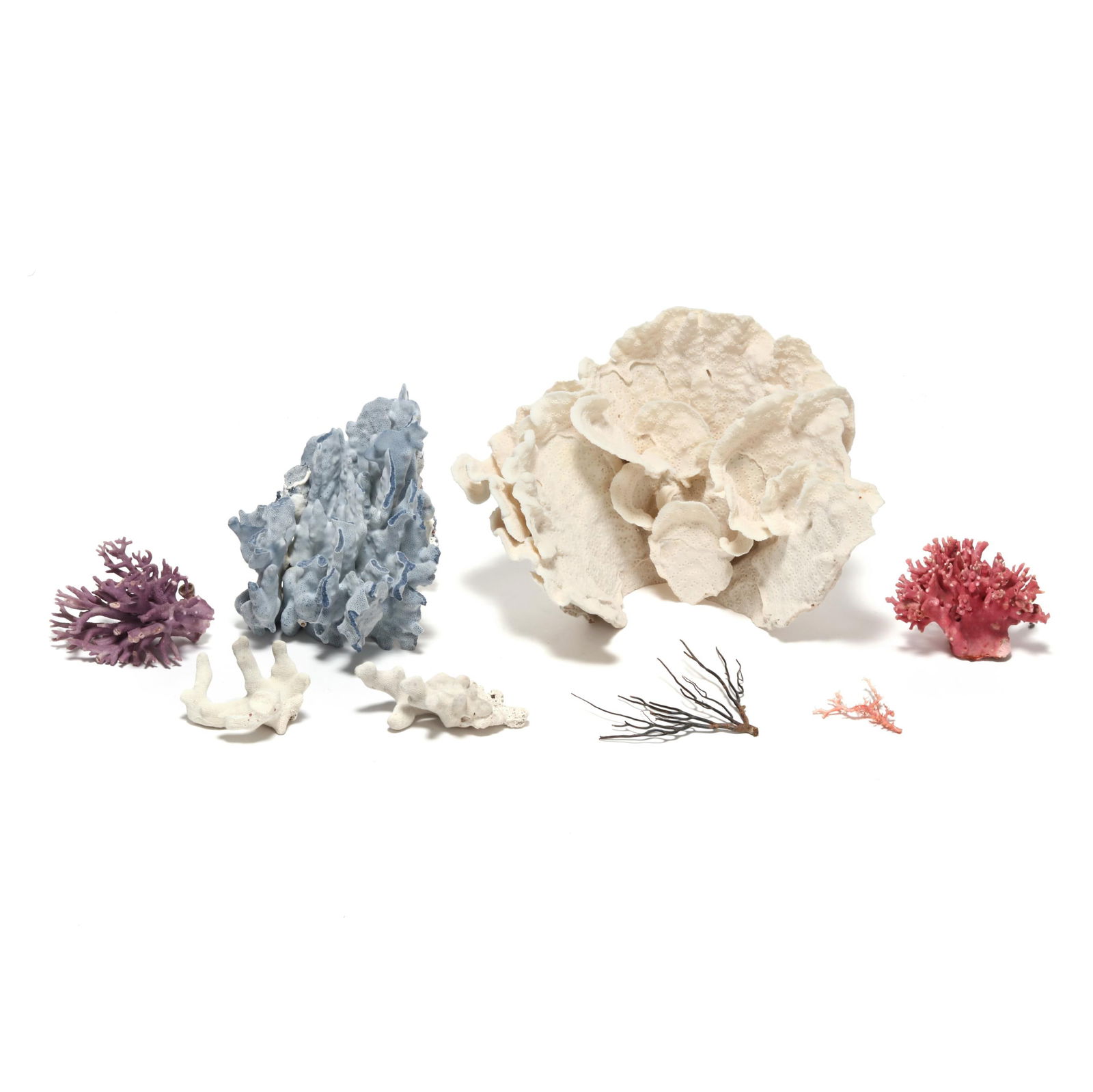 A Group of Assorted Coral Specimens (1 of 6)