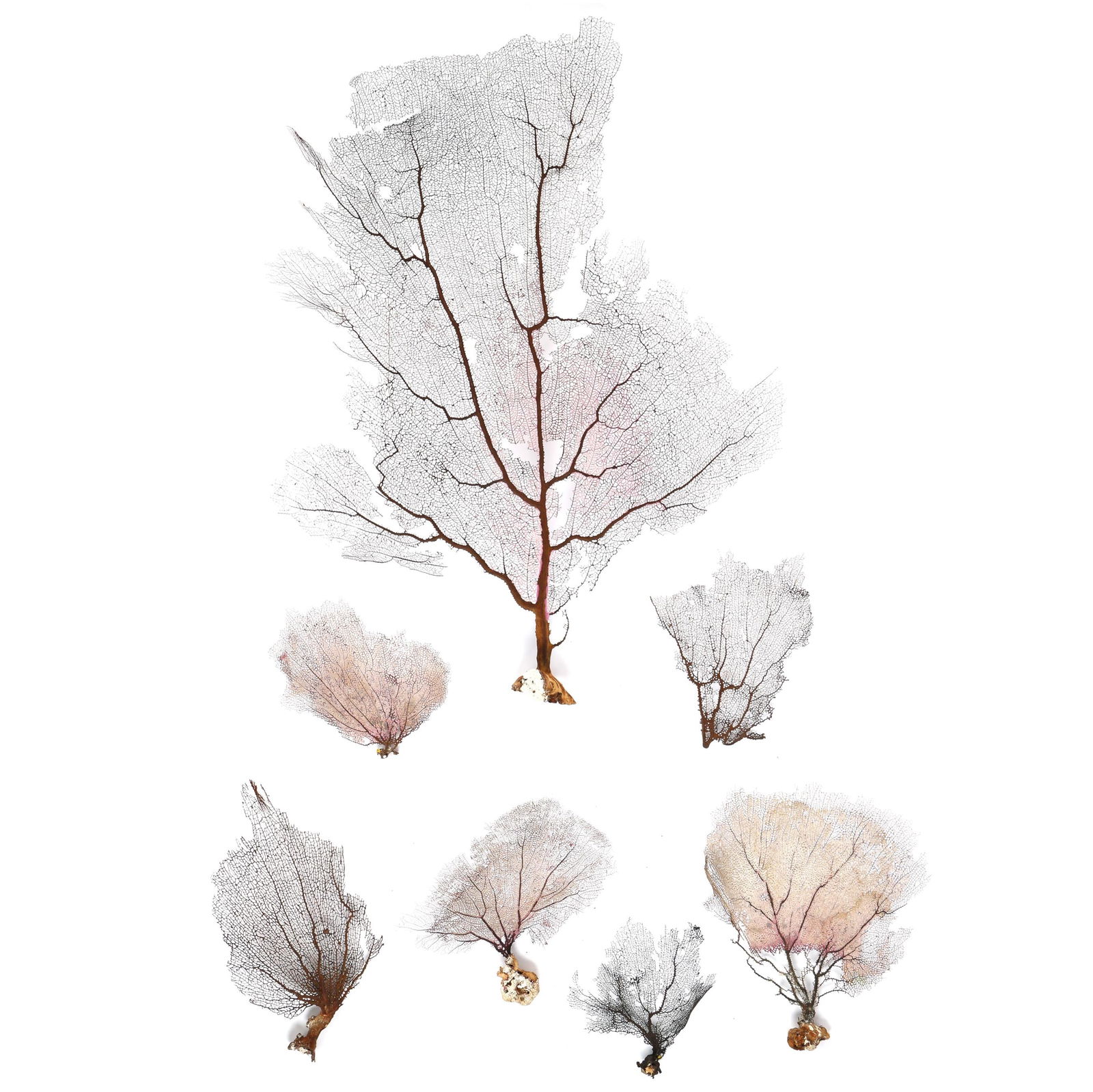 A Group of Dried Sea Fan Corals (1 of 5)