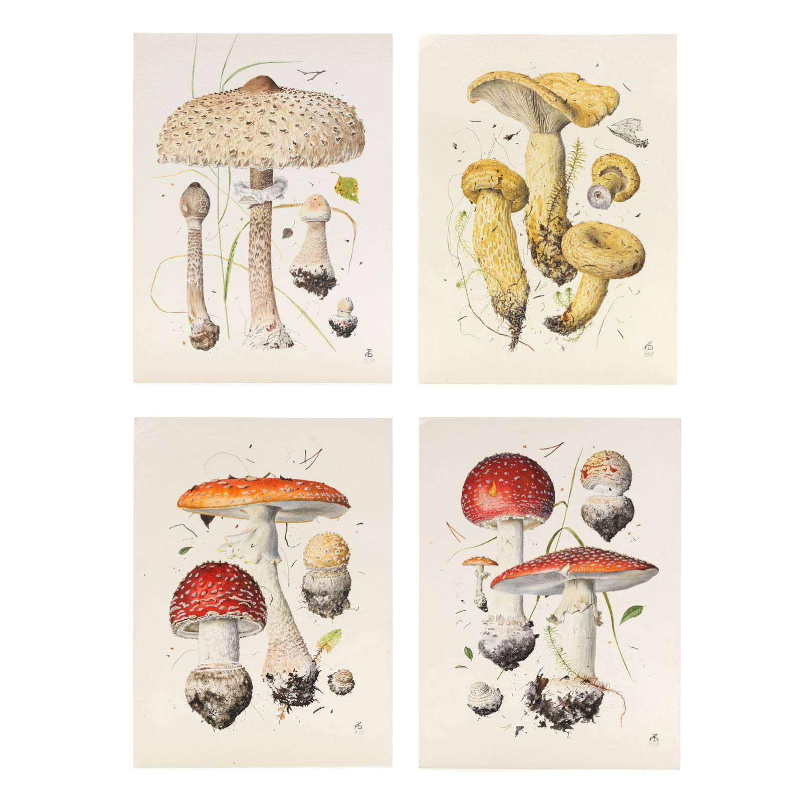 Alexander (Sasha) Viazmensky (Russian, b. 1946), Four Original Botanical Watercolors of Mushrooms: Alexander (Sasha) Viazmensky (Russian, b. 1946), Four Original Botanical Watercolors of Mushroomswatercolor on paper, 2000 - 2004, each signed with the artist's initials and dated at lower right, one