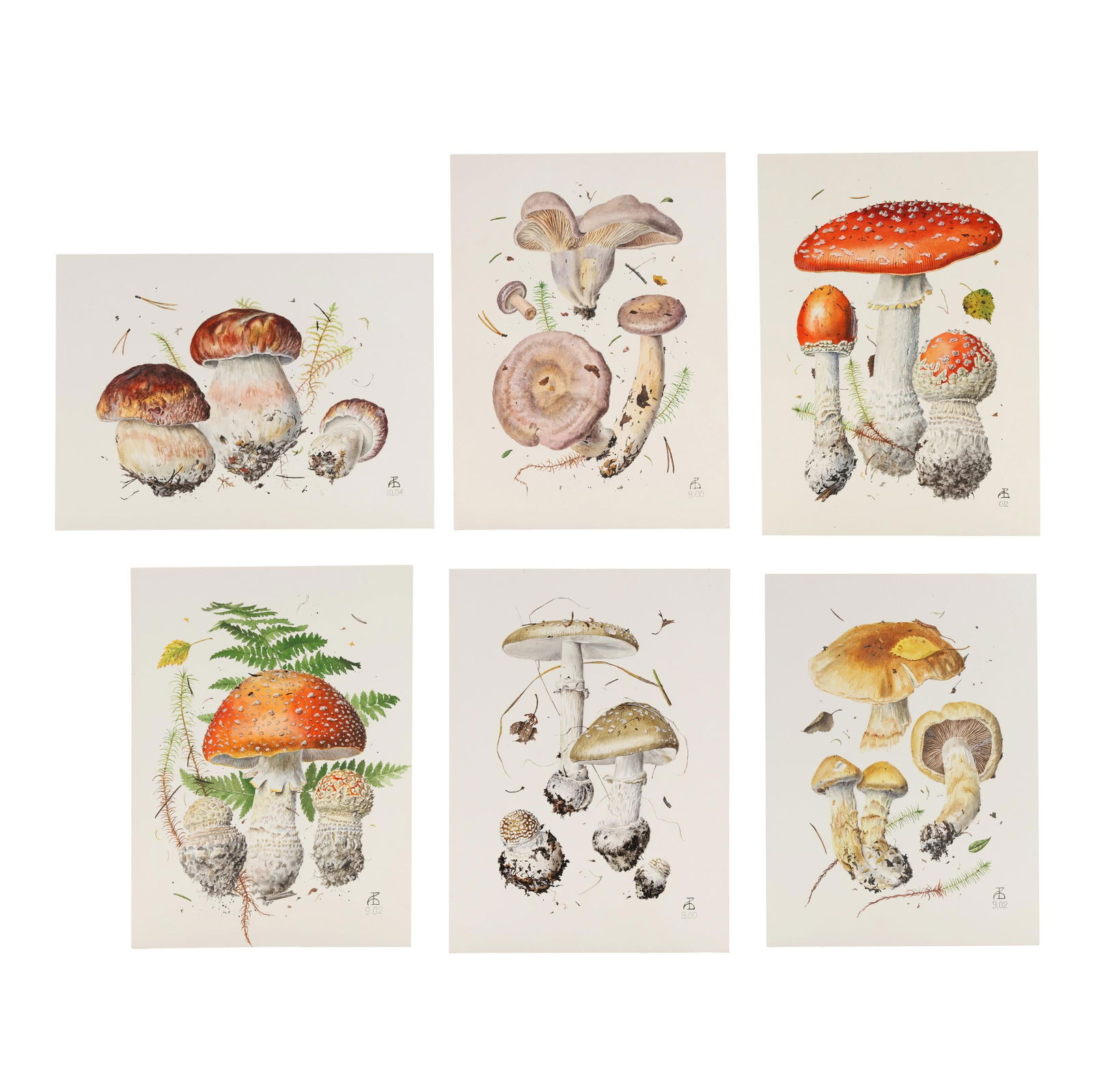 Alexander (Sasha) Viazmensky (Russian, b. 1946), Six Original Botanical Watercolors of Mushrooms (1 of 19)