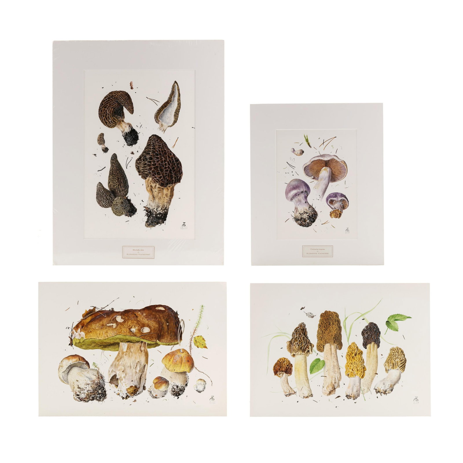 Alexander (Sasha) Viazmensky (Russian, b. 1946), Four Original Botanical Watercolors of Mushrooms: Alexander (Sasha) Viazmensky (Russian, b. 1946), Four Original Botanical Watercolors of Mushroomswatercolor on paper, 1999 - 2004, each signed with the artist's initials and dated at lower right, one