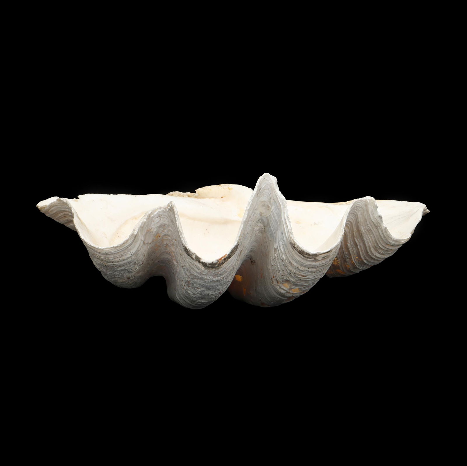28" Giant Clam Shell, Tridacna gigas (1 of 7)