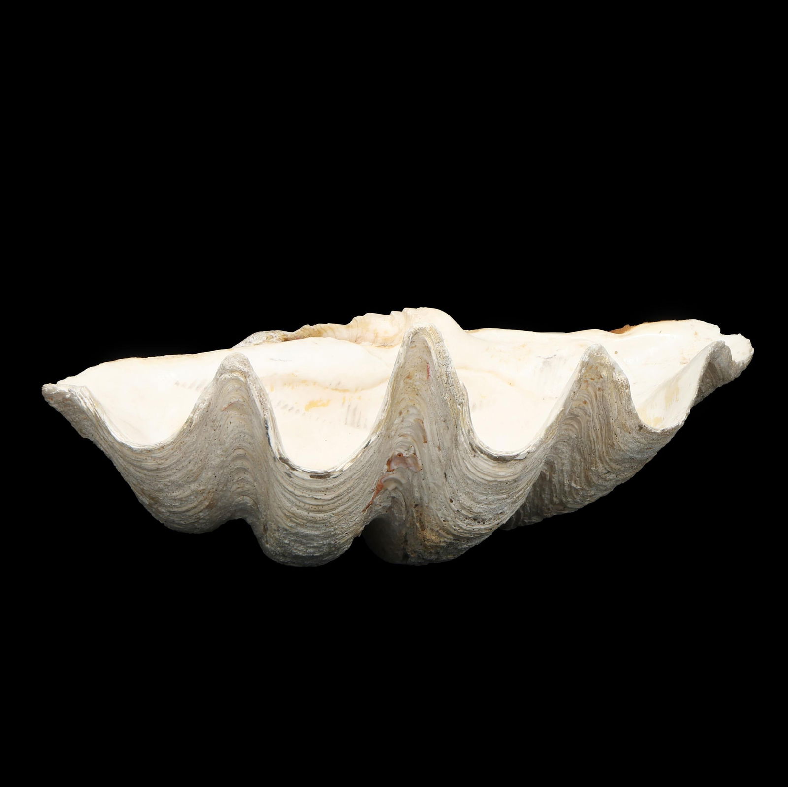 31" Giant Clam Shell, Tridacna gigas (1 of 8)