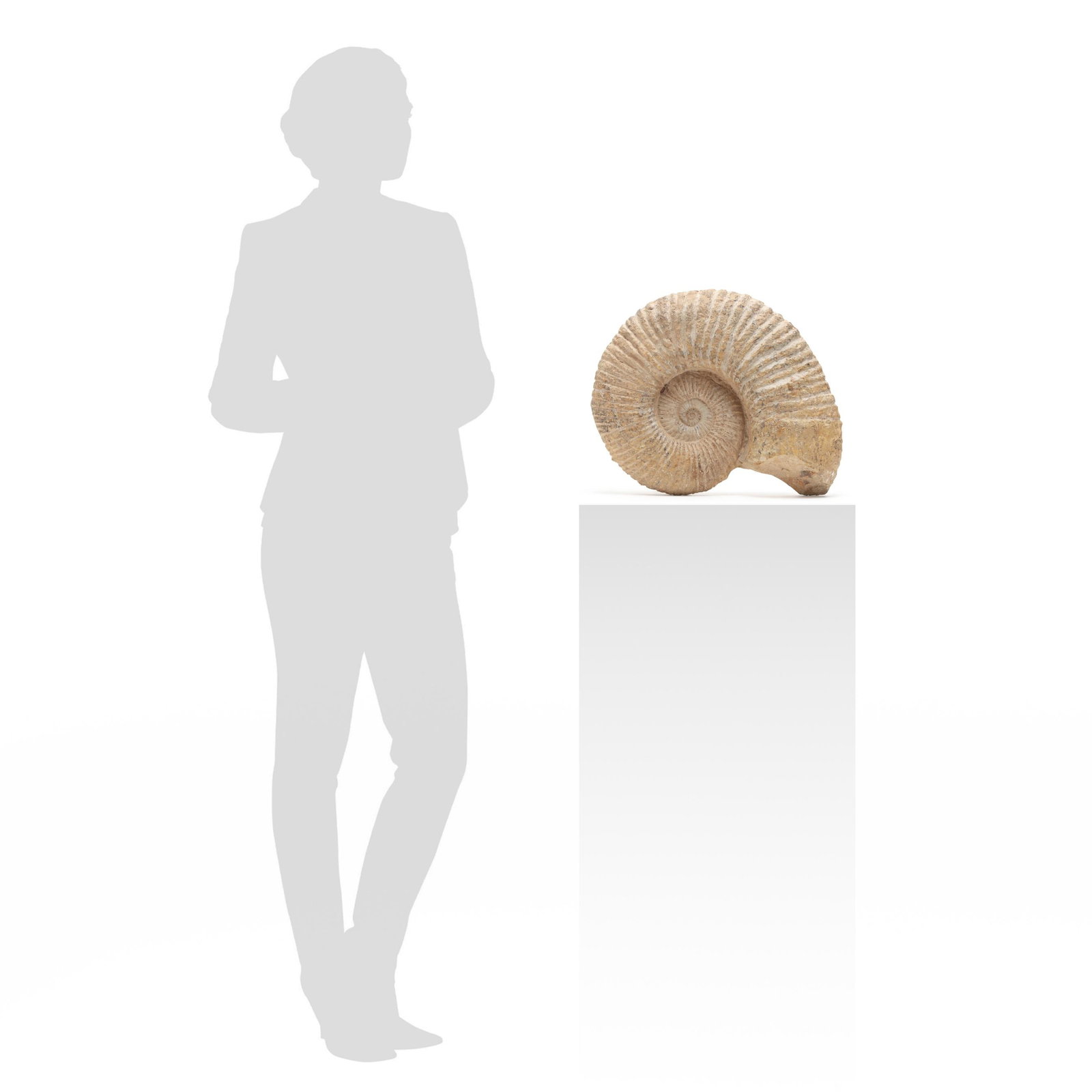 Three Ammonite Fossils - 3