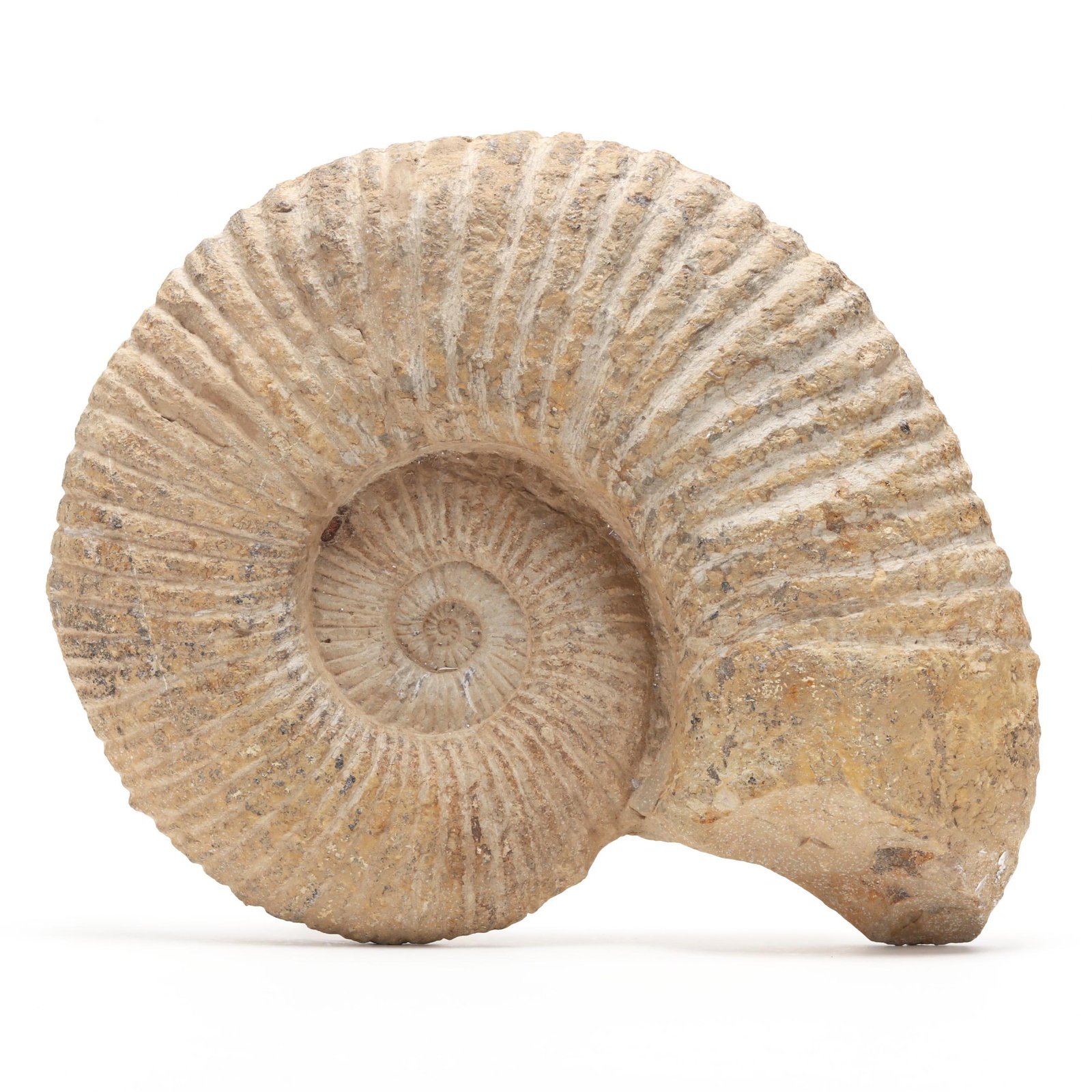 Three Ammonite Fossils - 4
