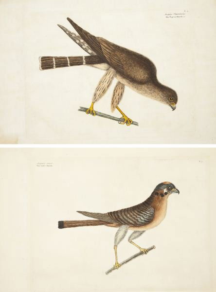 Mark Catesby (English, 1682-1749),: Mark Catesby (English, 1682-1749),two hand-colored copperplate engravings on watermarked paper, the first captioned "Accipiter minor. The little Hawk" (sheet 13.25 x 18.25 in.) with the second one sho