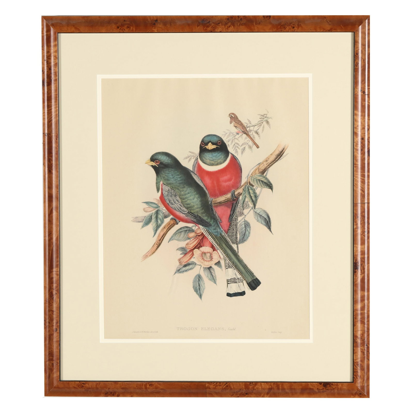 Gould and Richter Framed Print, Trogon Elegans: Gould and Richter Framed Print, Trogon Elegans (Elegant Trogons), 19th century, lithograph with hand coloring, published Walter, matted in a burlwood and framed below glass. Sight size 19 x 15 in.; Fr