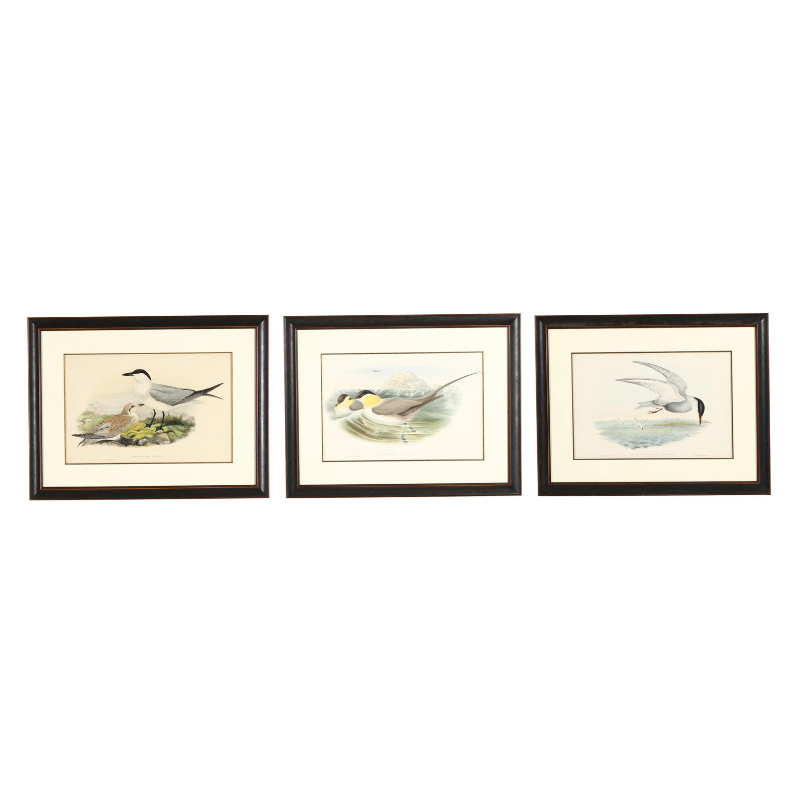 Set of Three Framed Gould & Richter Ornithological Prints (1 of 17)